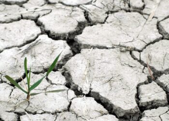 Ecología, luchas sociales y revolución