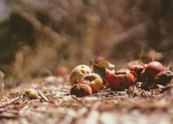 El reto de los alimentos perdidos antes de llegar a su destino