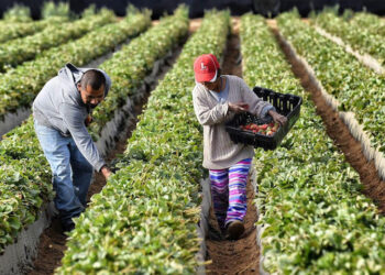 Los agricultores del mundo deben unirse. Para hacer frente a los intereses de las grandes empresas que devastan los sistemas agrícolas y alimentarios