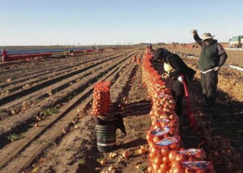 Ecología Social. Verduras más caras y productores más pobres
