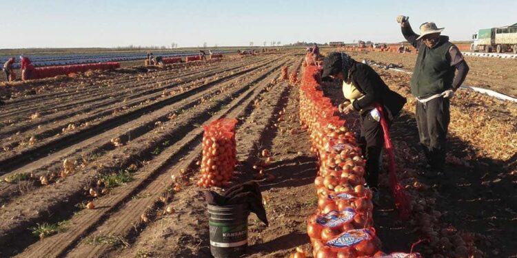 Ecología Social. Verduras más caras y productores más pobres