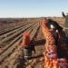 Ecología Social. Verduras más caras y productores más pobres