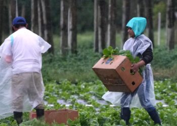 La tercermundialización de la clase trabajadora global