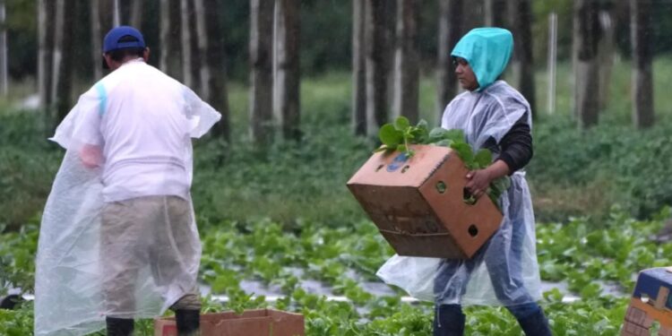 La tercermundialización de la clase trabajadora global