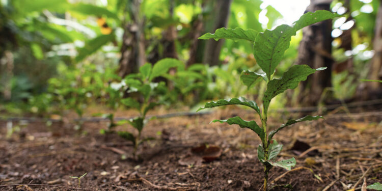 Brasil. Con viento y a la intemperie.