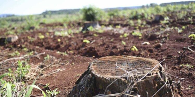 Demasiada tierra en pocas manos. Las diez multinacionales que controlan millones de hectáreas