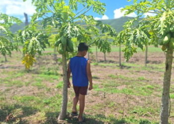 Ecología Social. Infancias sitiadas: comen, respiran y viven con plaguicidas