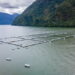 Documental El lamento del mar. Pescadores del sur de Chile denuncian desaparición de especies nativas por contaminación salmonera