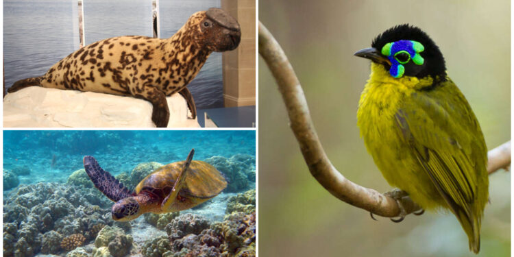 La Tierra está al borde de una extinción masiva: alerta roja por más de 48 mil especies amenazadas