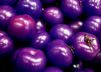 Alimentos IA. Control empresarial