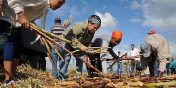 “Sobrevivir en Cuba: la vida cotidiana de un pueblo que inventa y resiste en medio de la crisis”
